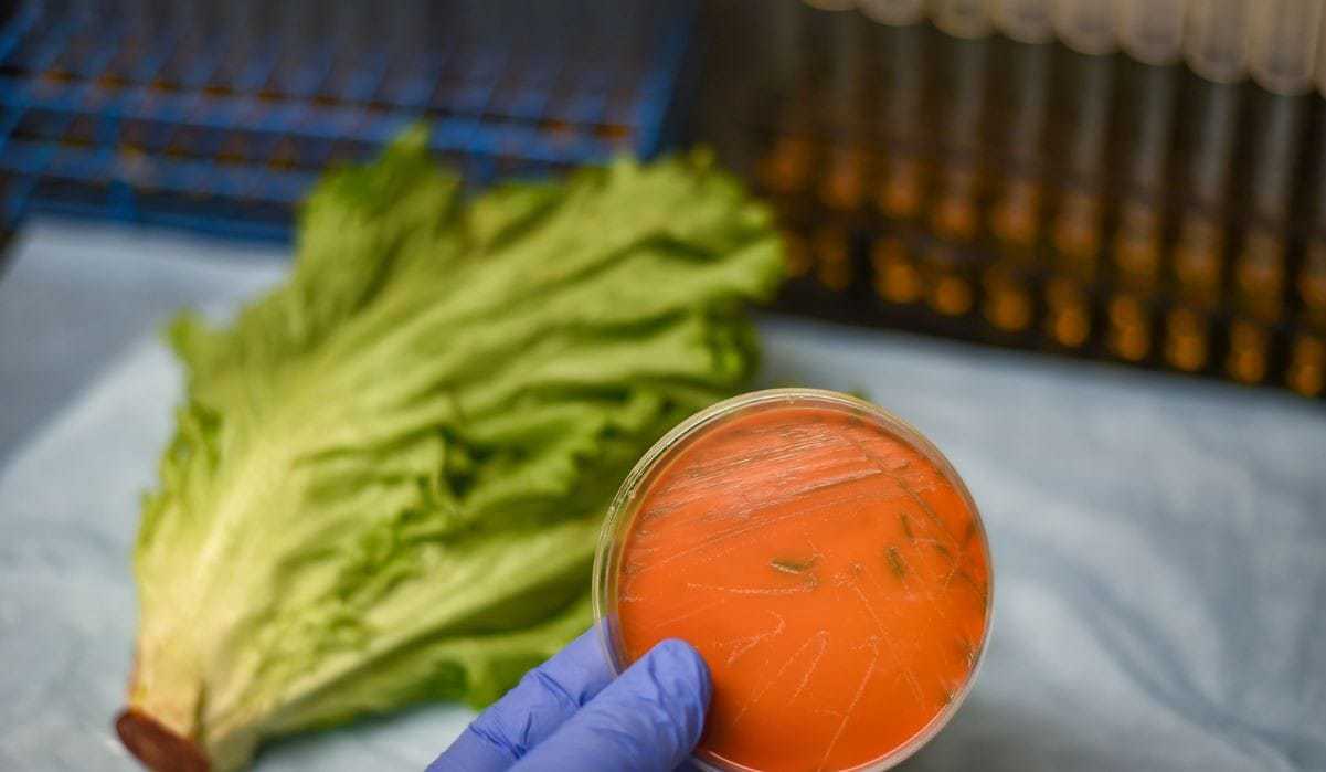 How To Remove Listeria From Leafy Greens