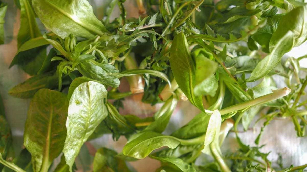 The Signs of Bad Leafy Greens