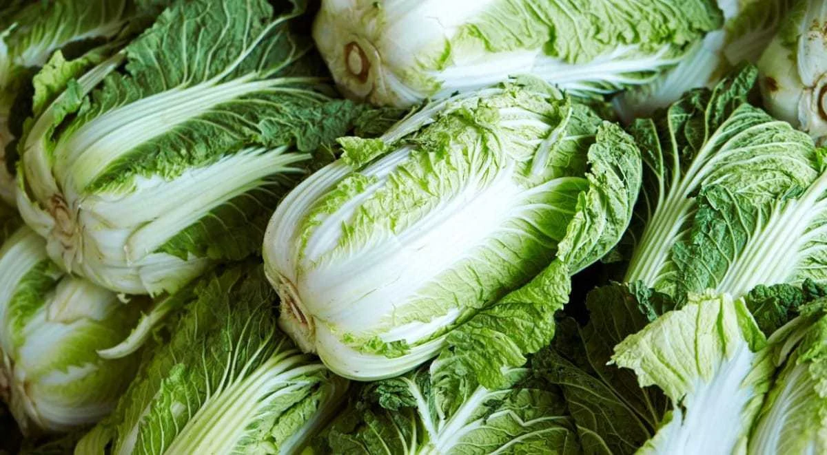 benefits of chinese cabbage