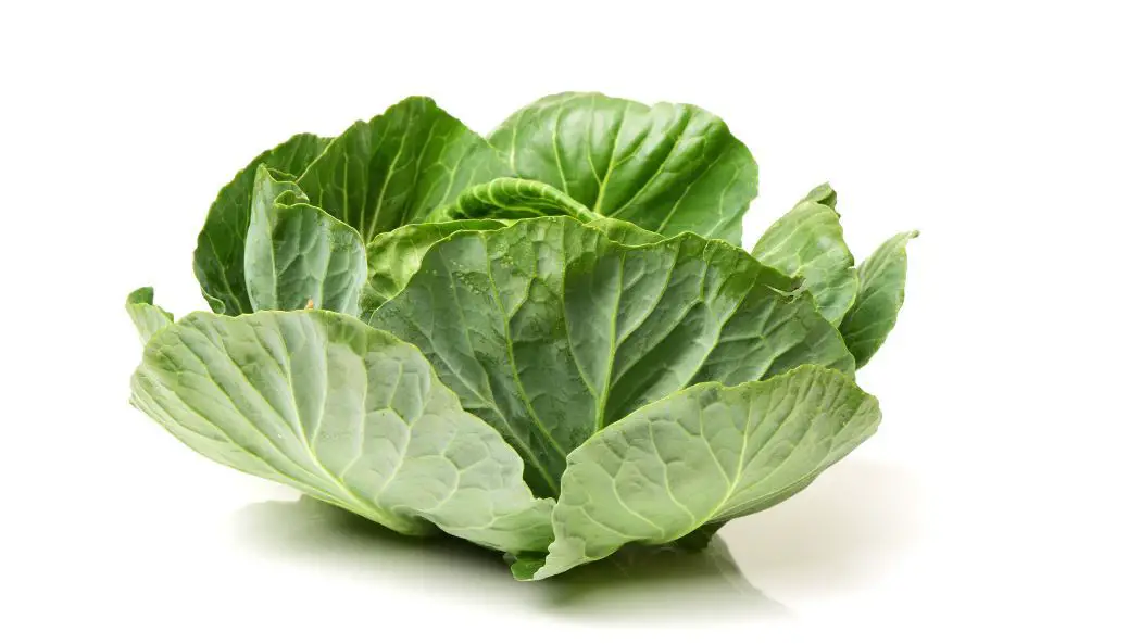 Eating Cabbage Everyday