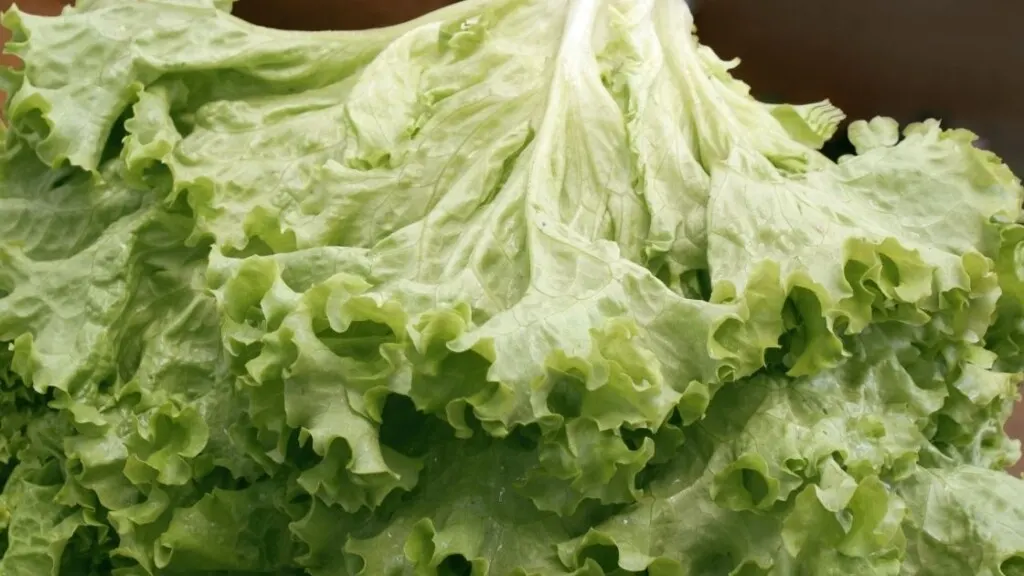 5 Health Benefits of Eating Green Leaf Lettuce 