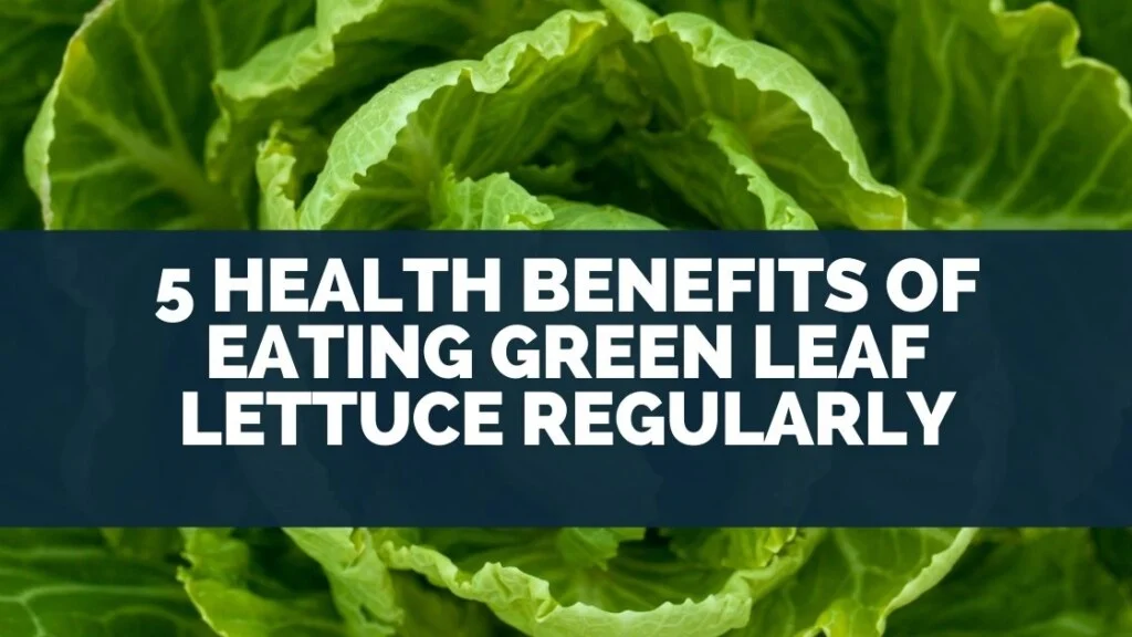 5 Health Benefits of Eating Green Leaf Lettuce Regularly
