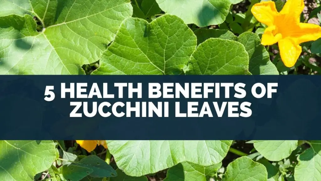 5 Health Benefits of Zucchini Leaves