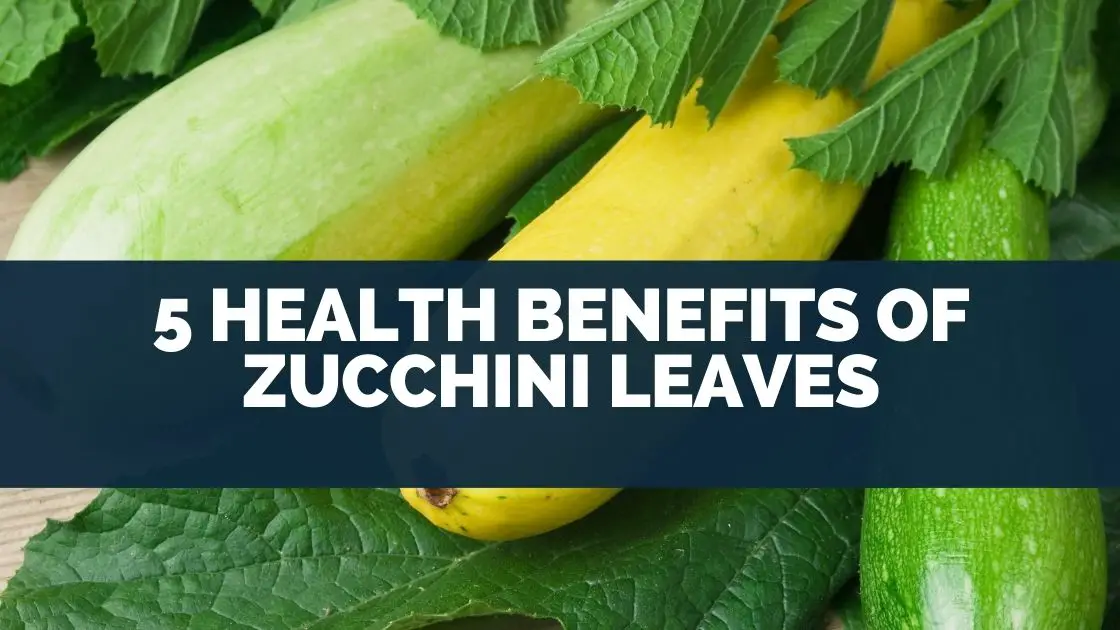 5 Health Benefits of Zucchini Leaves