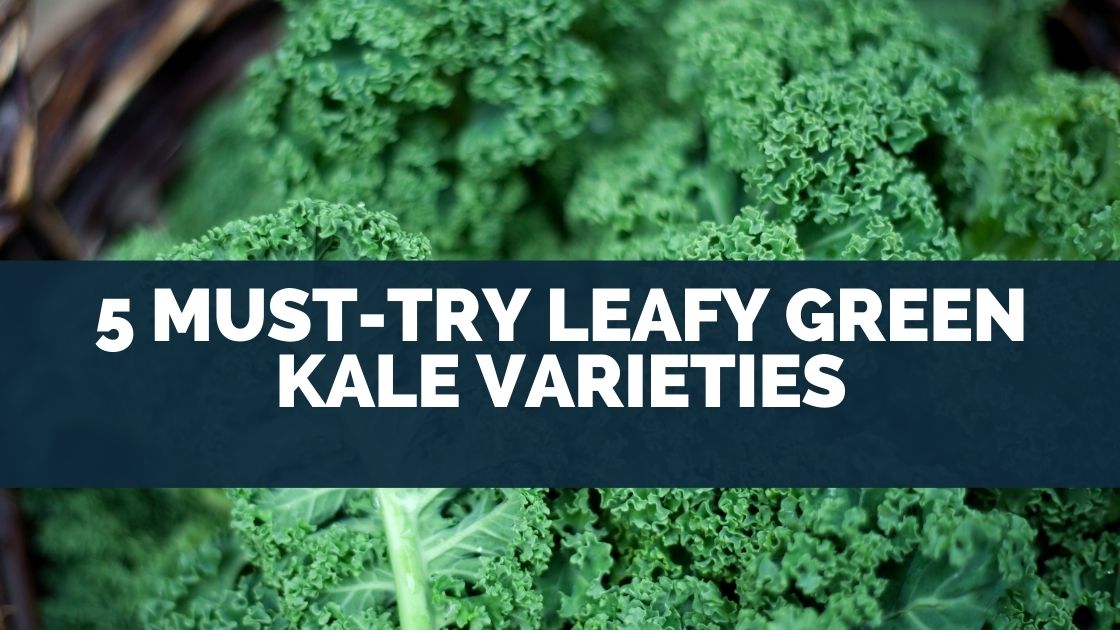 5 MUST-TRY Leafy Green Kale Varieties