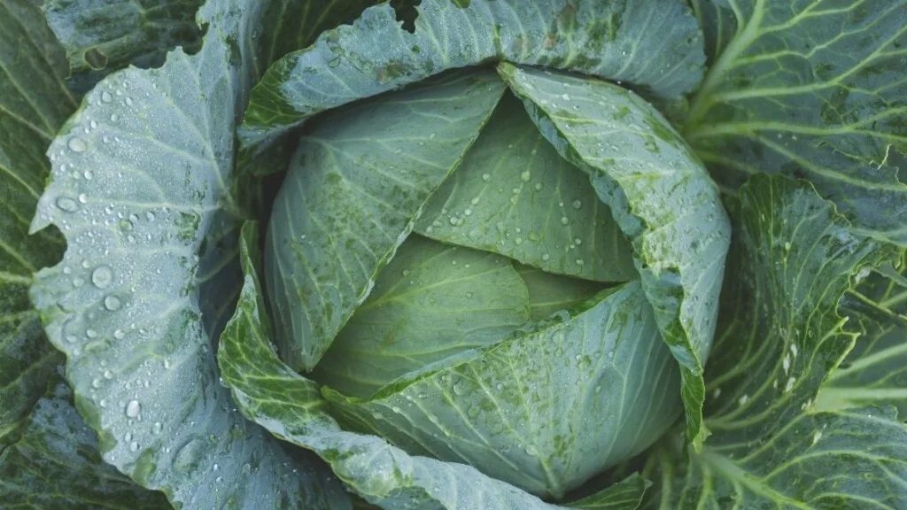 5 Must-Try Leafy Green Kale Varieties 