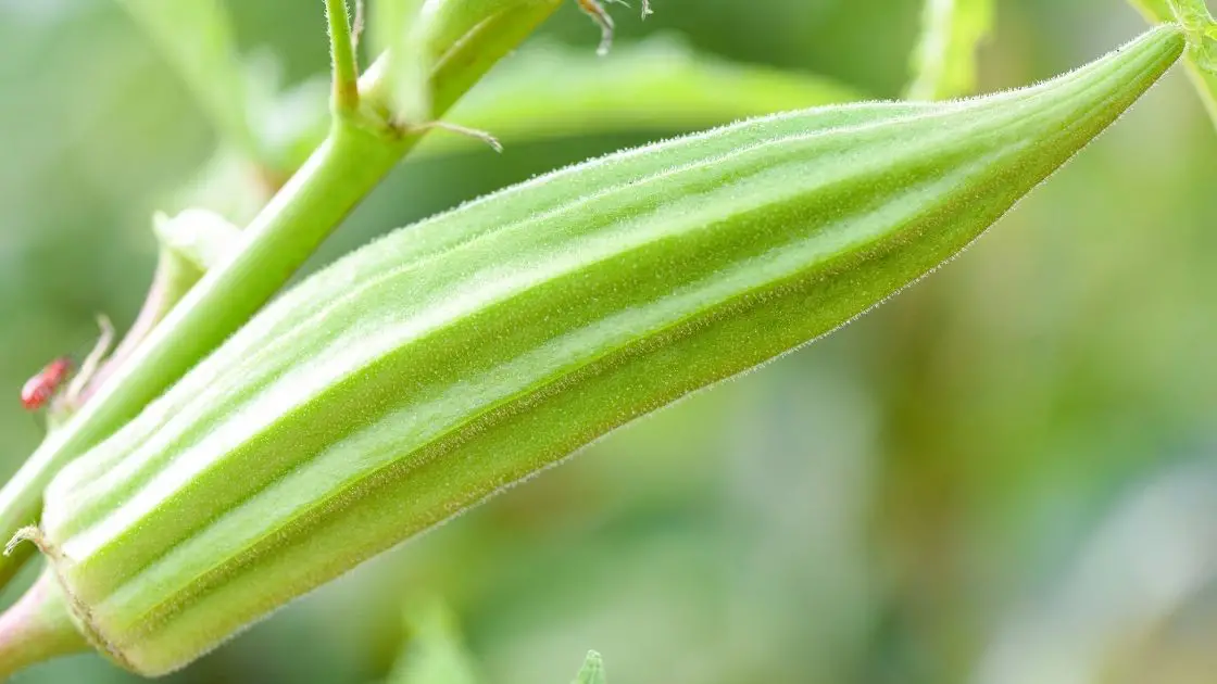 5-nutritional-benefits-of-lady-finger-vegetable