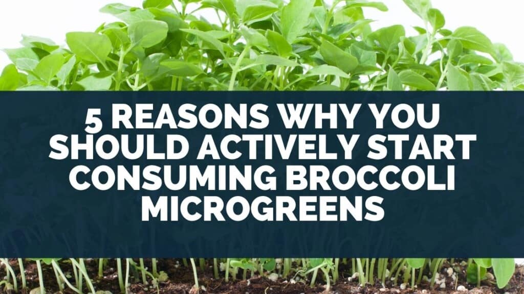 5 Reasons Why You Should Actively Start Consuming Broccoli Microgreens