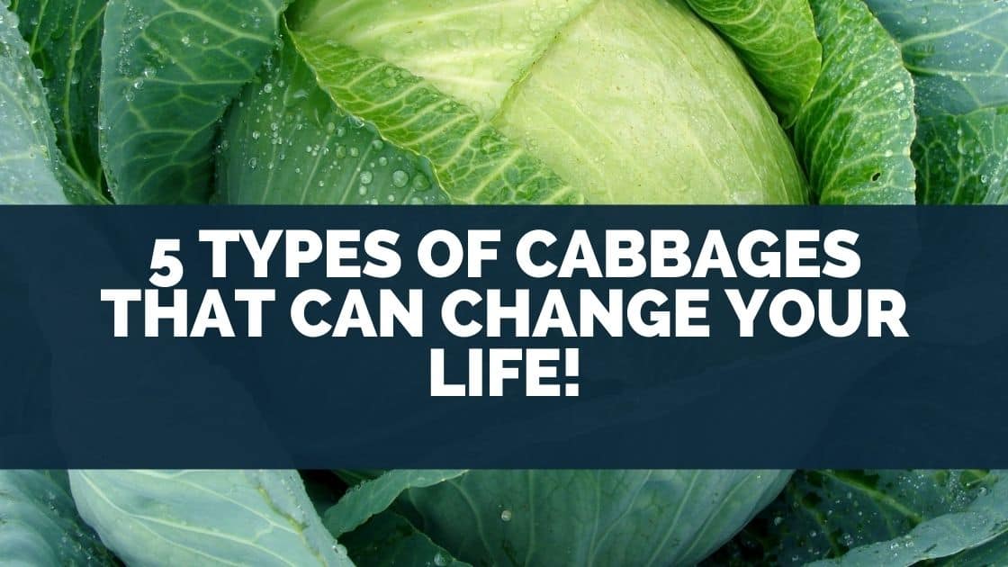 5 Types of Cabbages That Can Change Your Life!