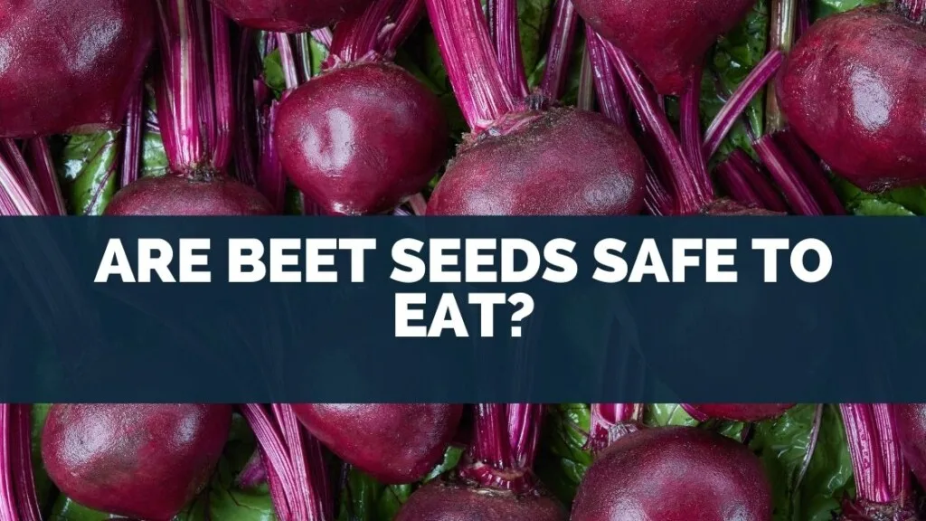 Are Beet Seeds Safe To Eat