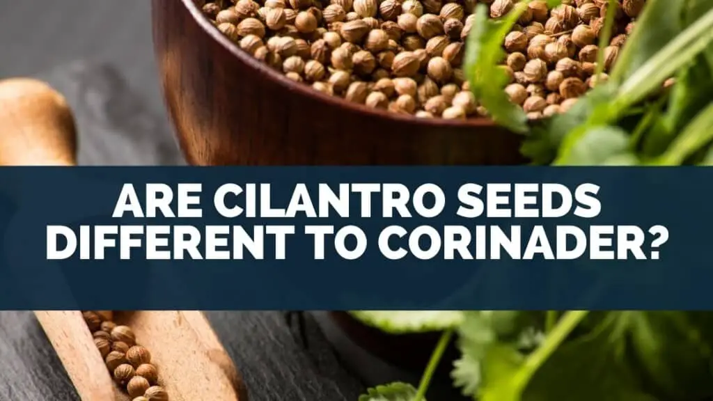 Are Cilantro Seeds Different To Corinader?