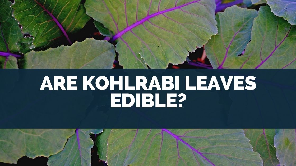 Are Kohlrabi Leaves Edible