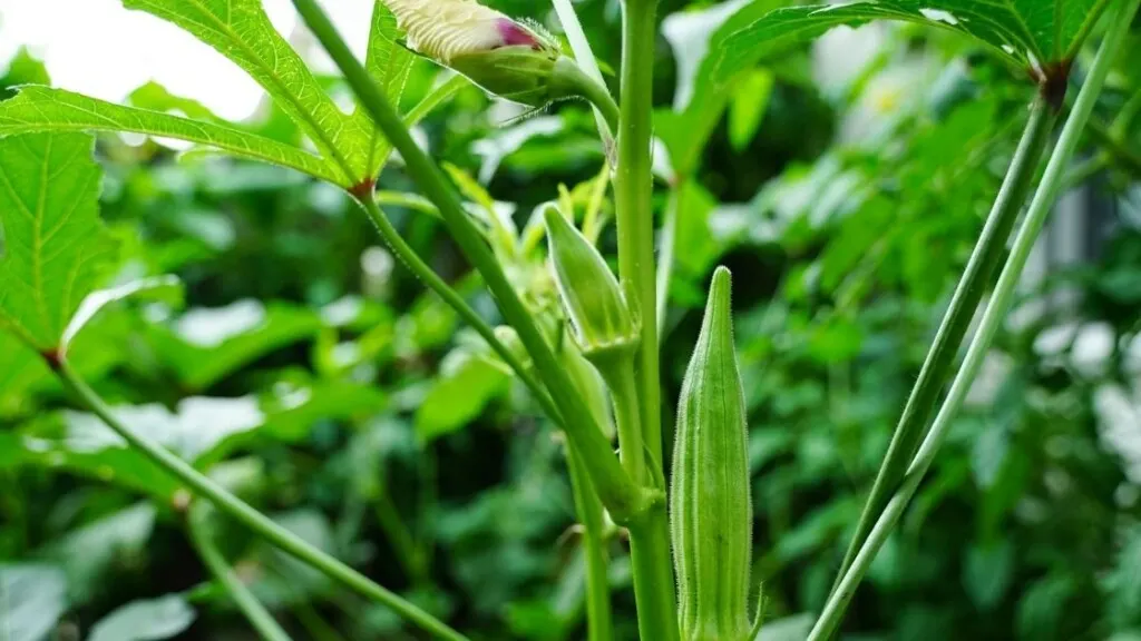 Are Okra Leaves Edible