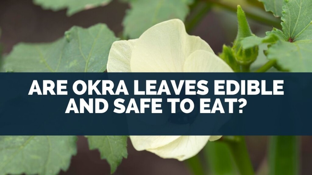 Are Okra Leaves Edible and Safe To Eat