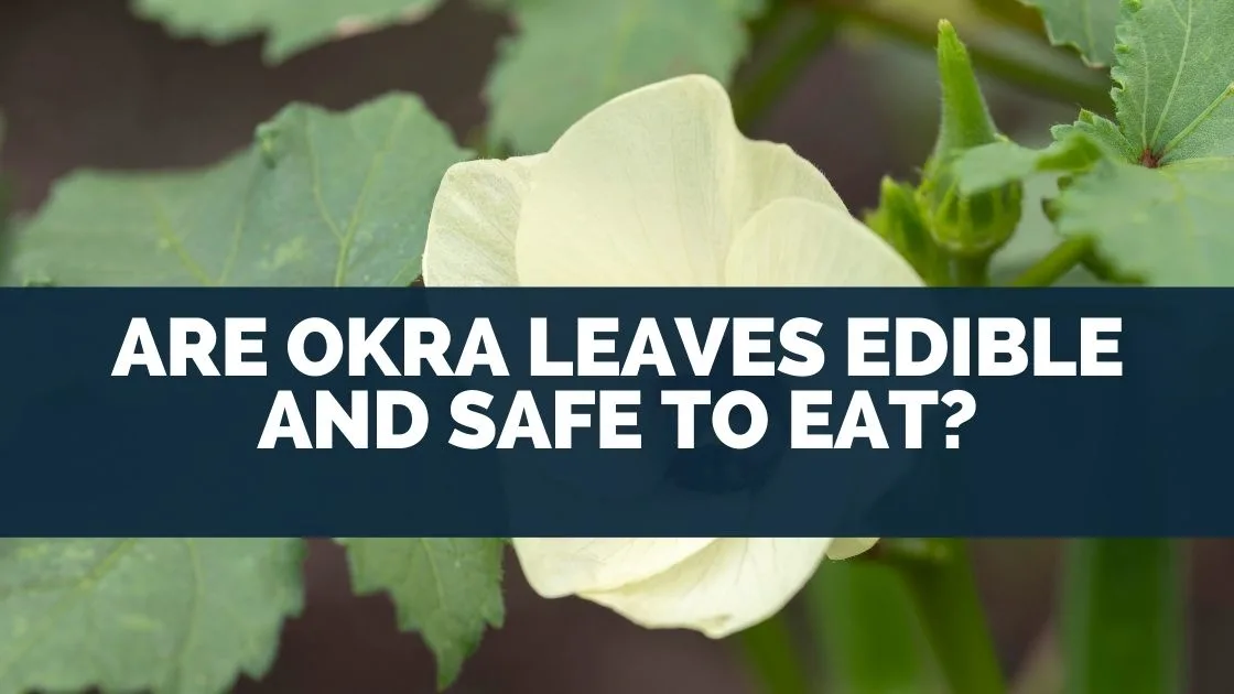 Are Okra Leaves Edible and Safe To Eat