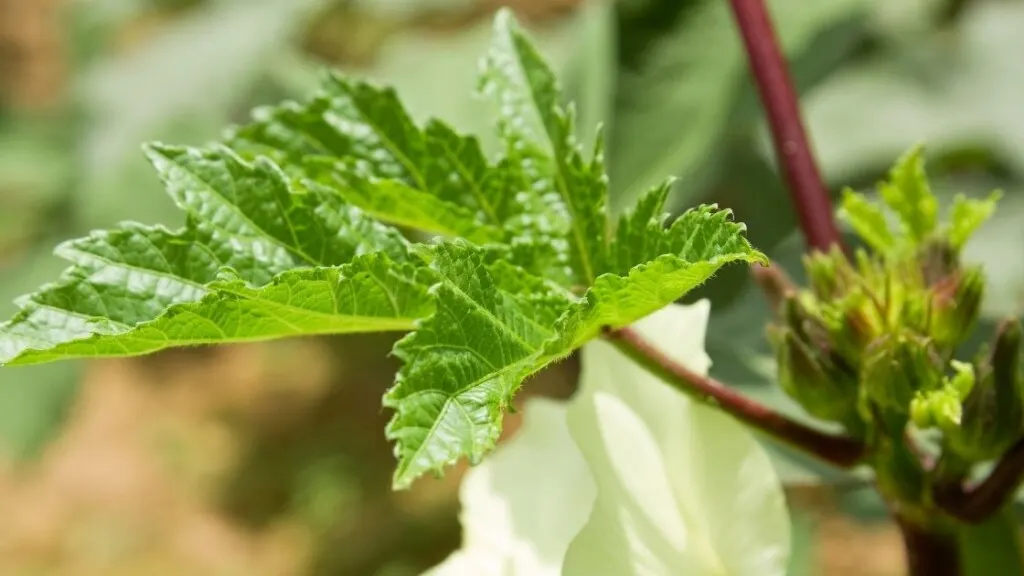 Are Okra Leaves Safe To Eat