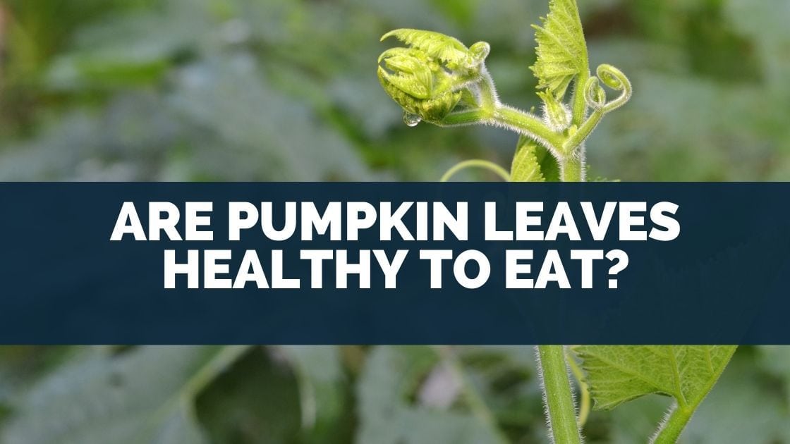 Are Pumpkin Leaves Healthy To Eat?