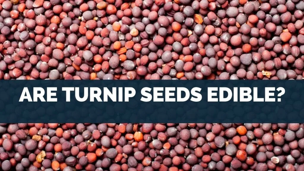 Are Turnip Seeds Edible