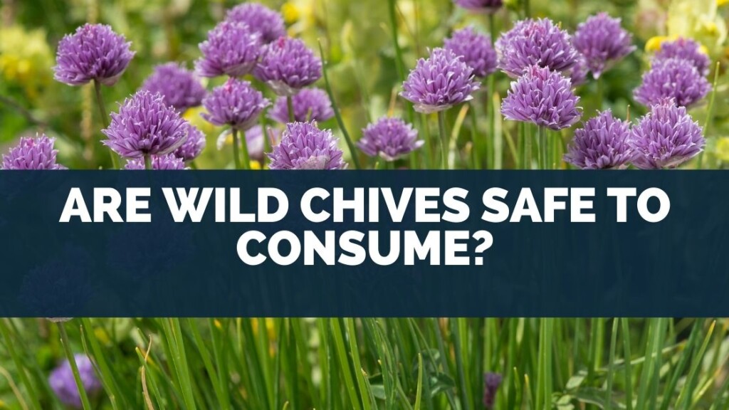 Are Wild Chives Safe To Consume