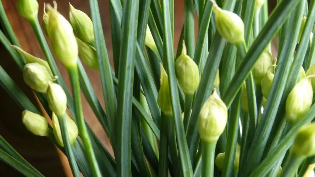 Are Wild Chives Safe To Eat