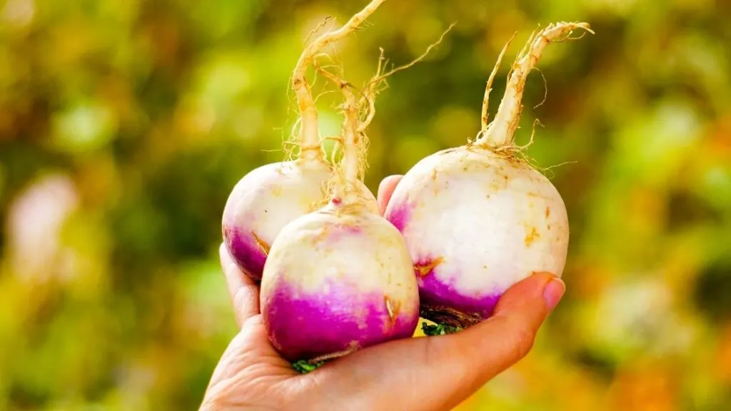 Are turnip seeds better than turnips