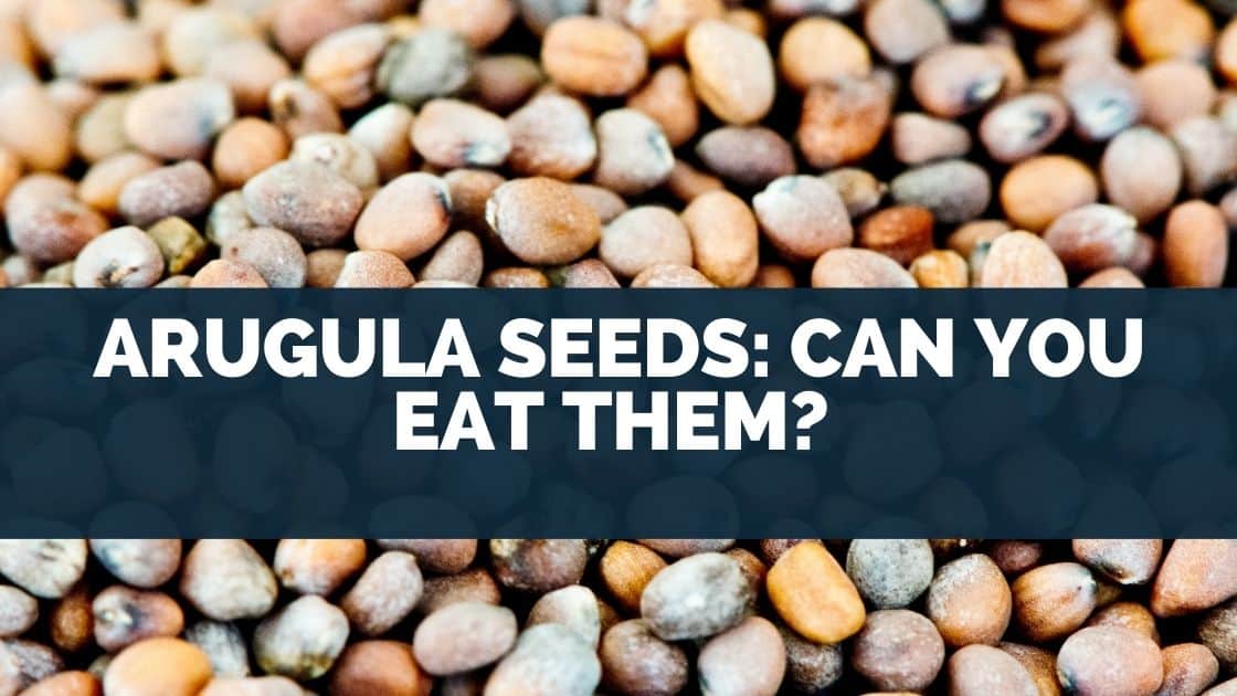 Arugula Seeds: Can You Eat Them? 