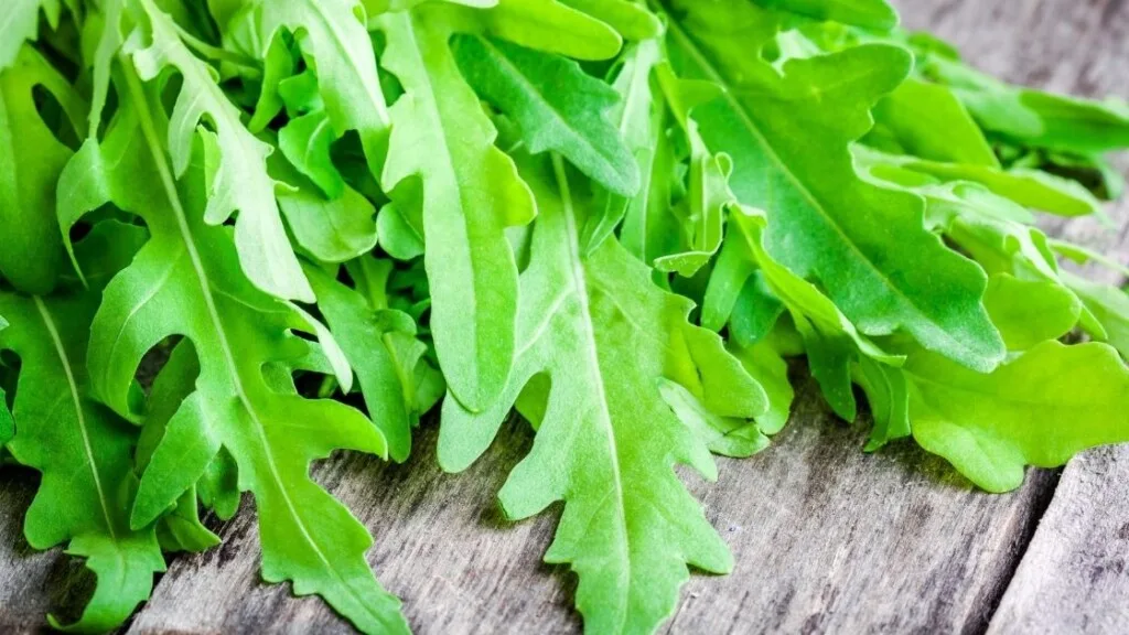 Arugula is High In Nutrients 