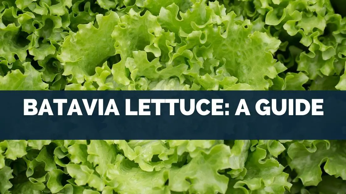 Batavia Lettuce: A Guide
