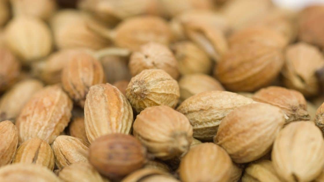 5 Incredible Health Benefits of Eating Coriander Seeds