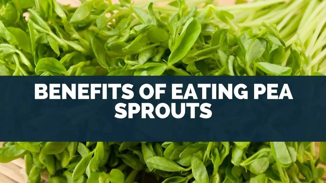 Benefits Of Eating Pea Sprouts