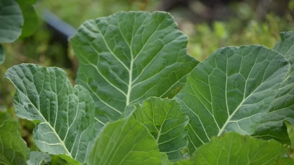 Benefits Of Freezing Collard Green