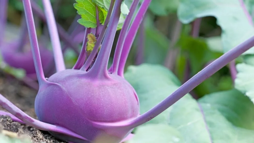 Benefits Of Kohlrabi