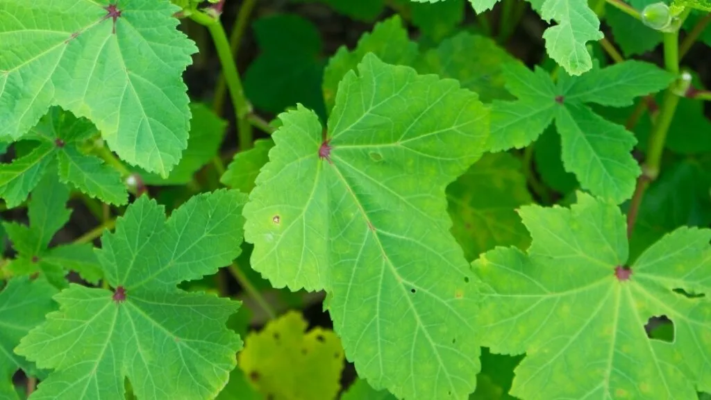 Benefits of Eating Okra Leaves