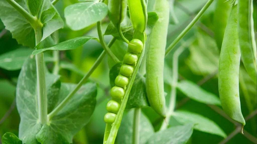 Benefits of Pea