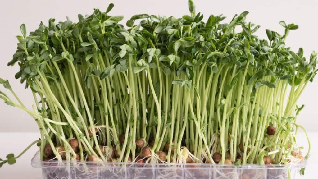 Blood Sugar Regulation With Pea Sprouts