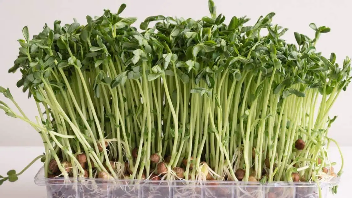 Benefits Of Eating Pea Sprouts