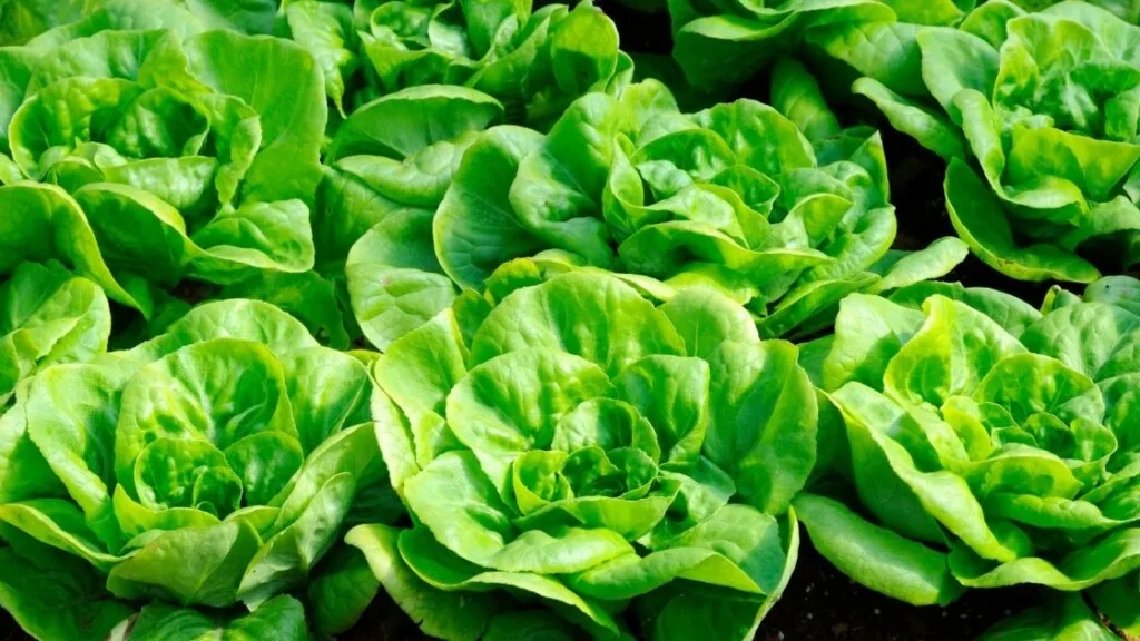 Butterhead Lettuce