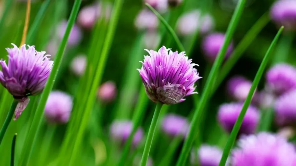 Can We Defrost Chives