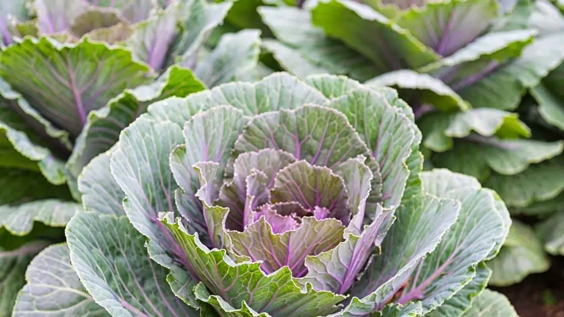 Can You Freeze Collard Greens?