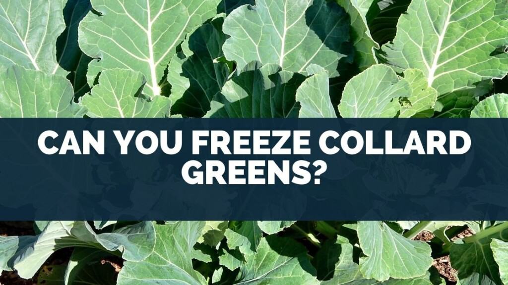 Can You Freeze Collard Greens