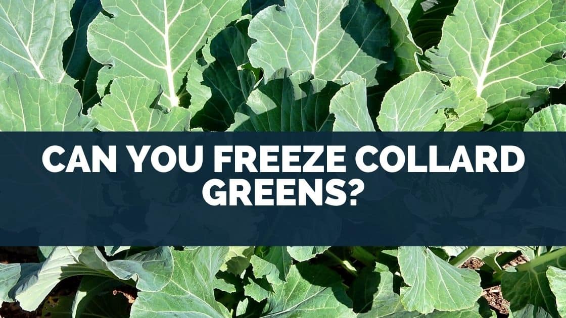 Can You Freeze Collard Greens?