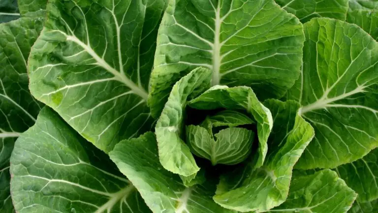 Are Canned Collard Greens Good For Your Diet?