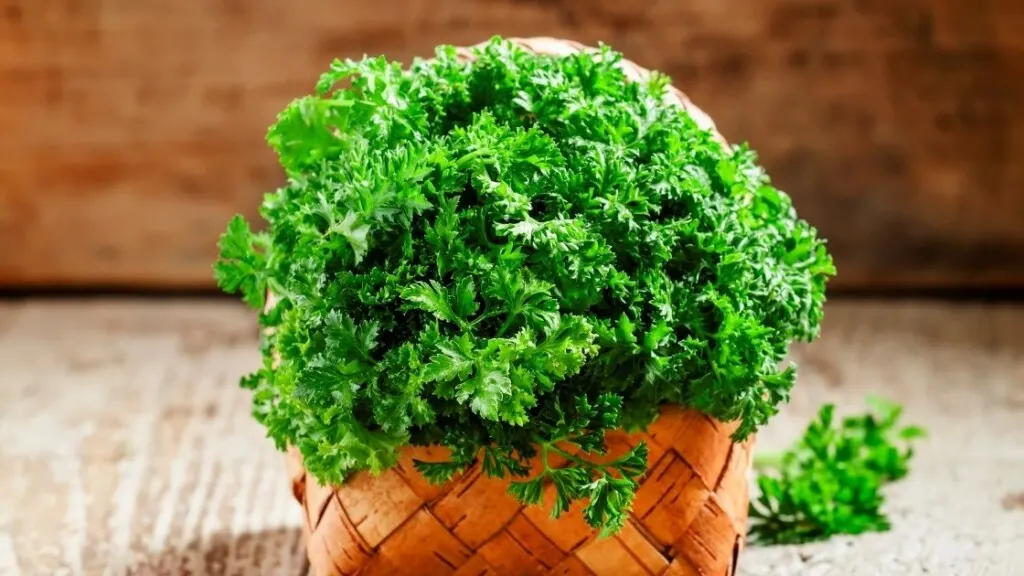 Curly Parsley Contains Essential Oils 