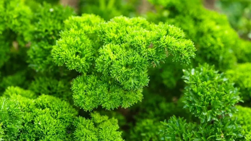 Curly Parsley Has a High Amount of Iron