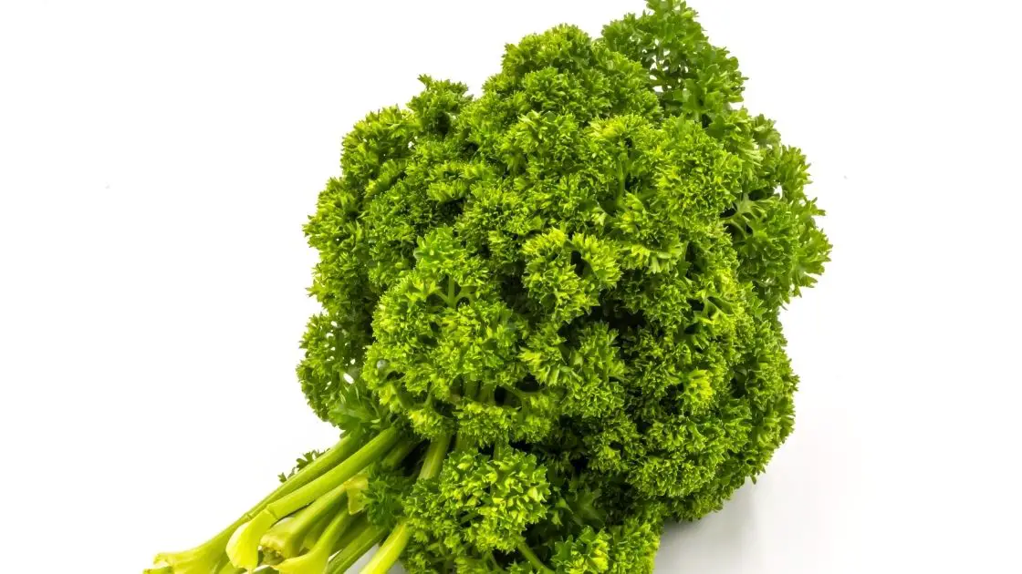 What Are The Differences Between Curly Parsley And Flat Leaf Parsley 3698