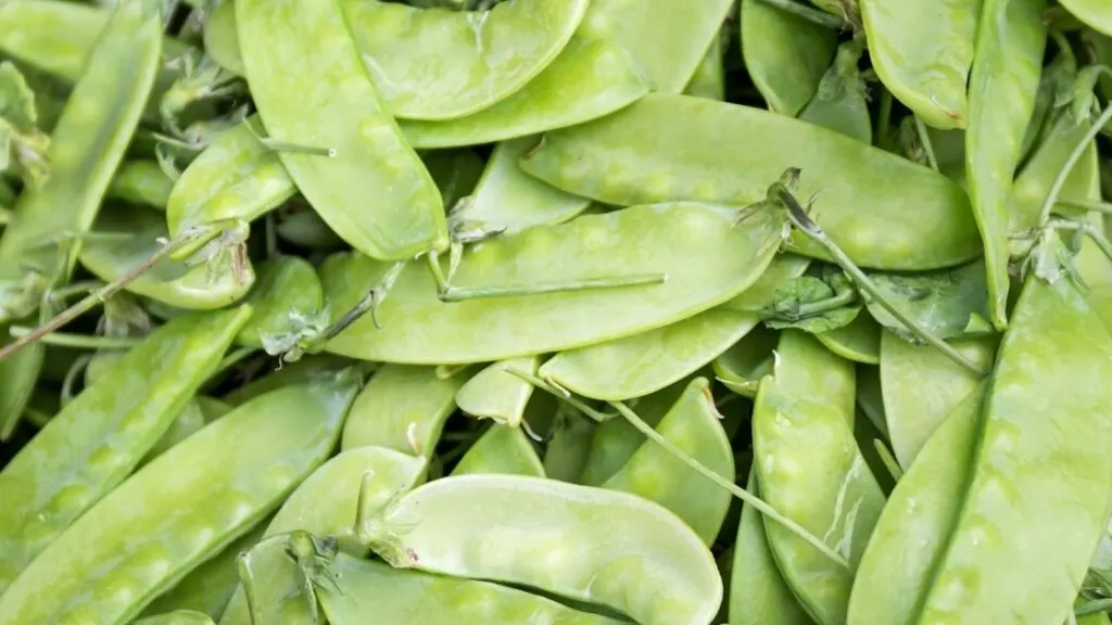 Differences Between Snow Pea and Sugar Snap Pea