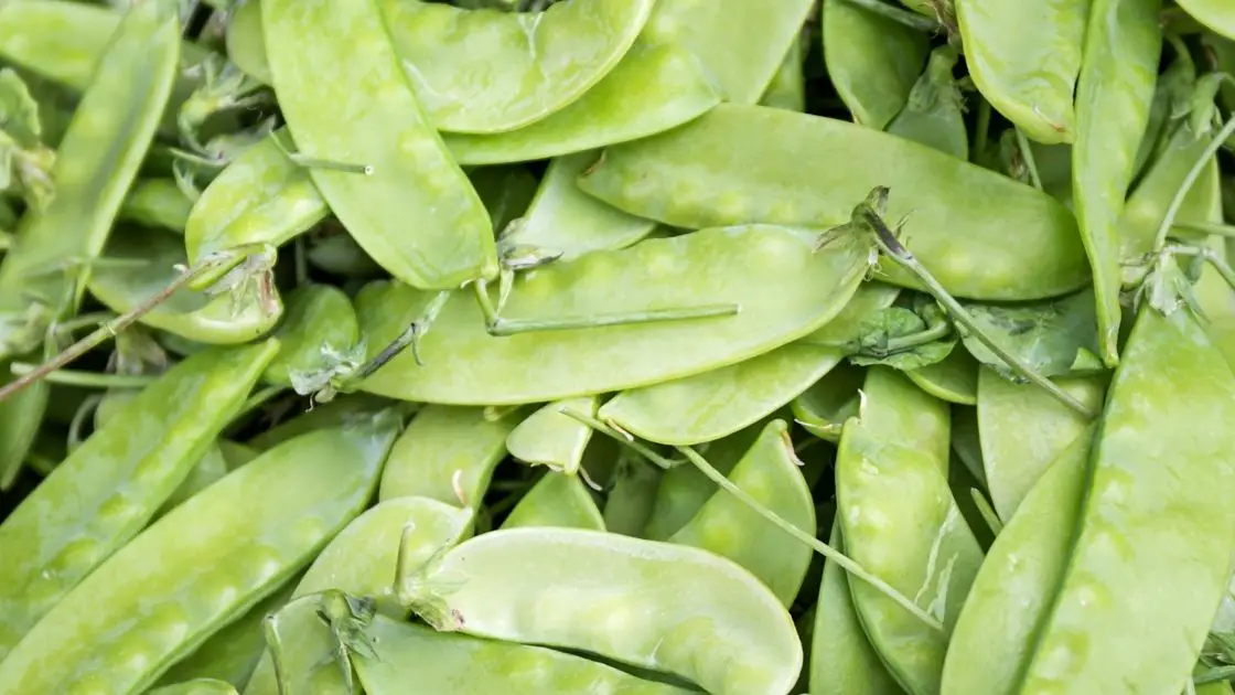 Snow Peas vs. Snap Peas Uncovering the Key Differences