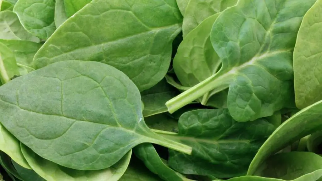 Different Types Of Spinach