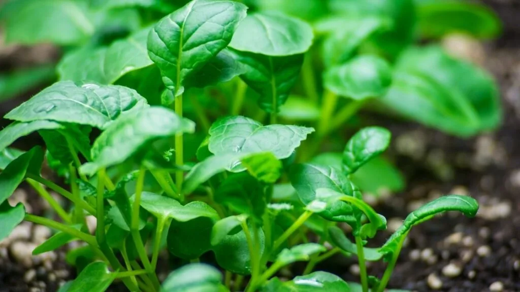 Does Baby Arugula Taste More Bitter