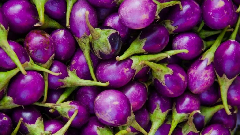 Eggplant